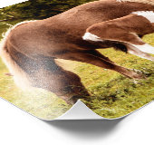 Impression Photos Cheval Et Pony (Coin)