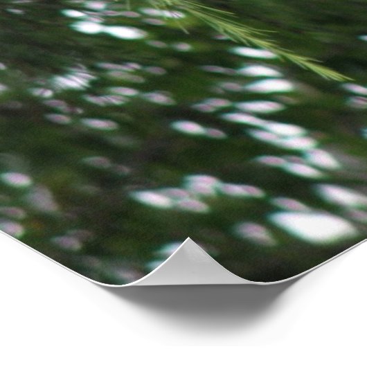 Impression Pigeon blanc (Coin)