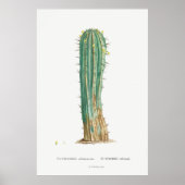 Impression plante d'illustration vintage Cacti (Devant)