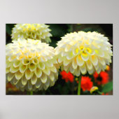 Impression Pom Pom Dahlias (Devant)