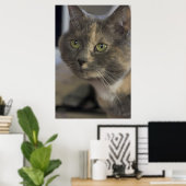 Impression Portrait de chat (Bureau à domicile)
