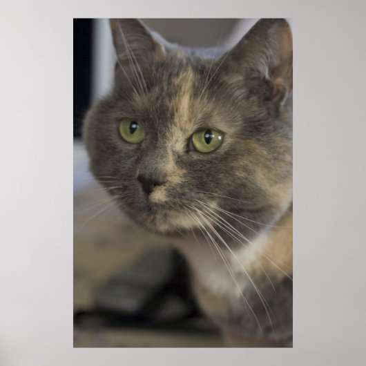 Impression Portrait de chat (Devant)