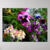 Impression Pretty Pansy (Devant)