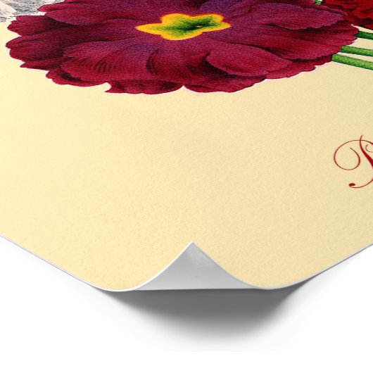 Impression Primrose vintage (Coin)