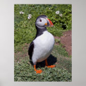 Impression Puffin (Devant)