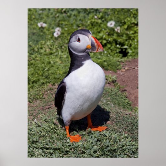 Impression Puffin (Devant)