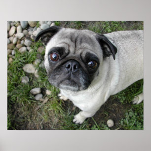 Impression Pug et galets