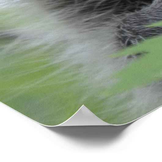 Impression Raccoon - #1028 (Coin)