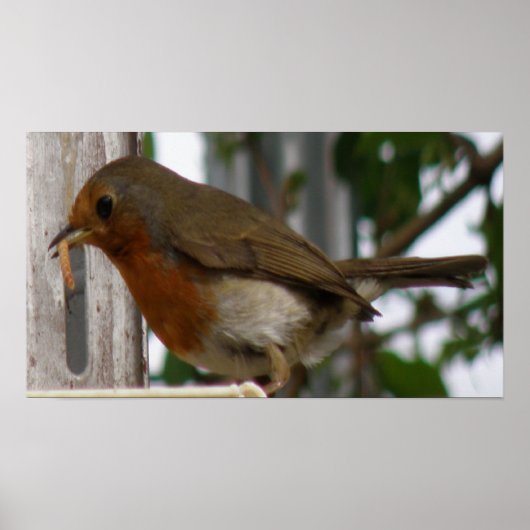 Impression Robin (Devant)