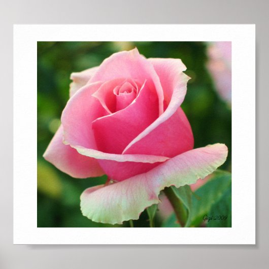 Impression rose rose rose (Devant)