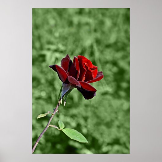 Impression Rose Rouge (Devant)