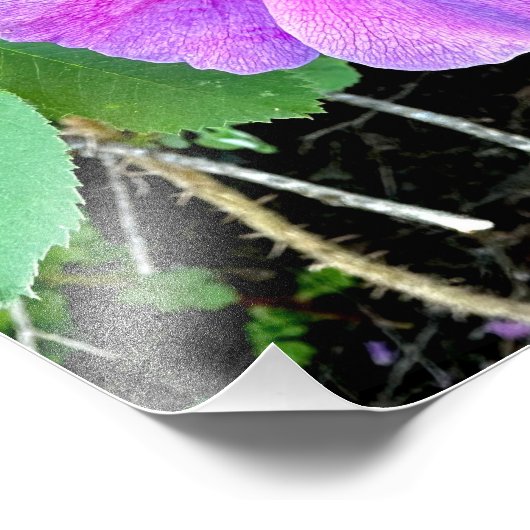 Impression Rose sauvage (Coin)