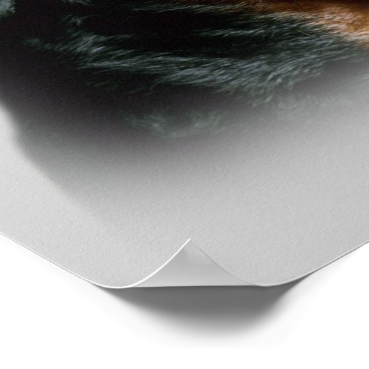 Impression Rottweiler (Coin)