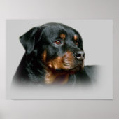Impression Rottweiler (Devant)