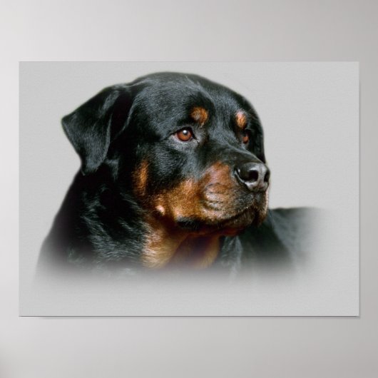 Impression Rottweiler (Devant)