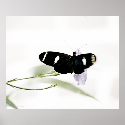 Impression Sara (Devant)