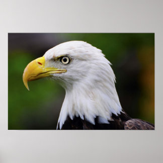 Impression Southern Bald Eagle