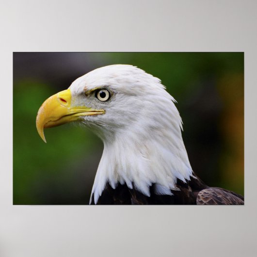 Impression Southern Bald Eagle (Devant)