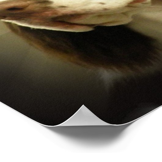 Impression Springer Spaniel (Coin)