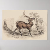 IMPRESSION STAG (WAPITI) (Devant)