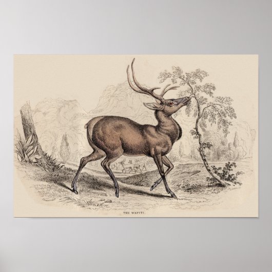 IMPRESSION STAG (WAPITI) (Devant)