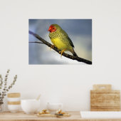 Impression Star Finch (Cuisine)