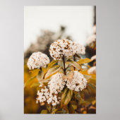 Impression sur affiche Fleurs de Viorne Blanche en (Devant)