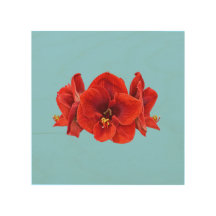 Fleur d'amaryllis cramoisie – Élégante floraison b
