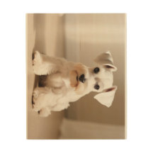 Miniature Schnauzer Blanc
