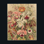 Impression Sur Bois Orchidées, Orchidées Denusblumen par Ernst Haeckel<br><div class="desc">Orchidées,  Orchidées Denusblumen par Ernst Haeckel Wood Wall Art</div>