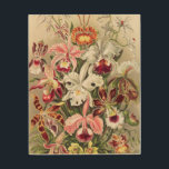 Impression Sur Bois Orchidées, Orchidées Denusblumen par Ernst Haeckel<br><div class="desc">Orchidées,  Orchidées Denusblumen par Ernst Haeckel Wood Wall Art</div>
