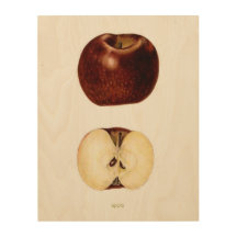 Tranche Apple 11" x 14"