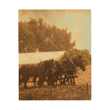 Une équipe de chevaux
