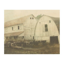 Vaches laitières Amish