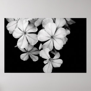 Impression sur toile botanique de Plumbago noir et