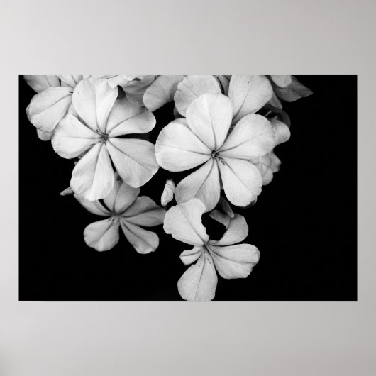 Impression sur toile botanique de Plumbago noir et (Devant)