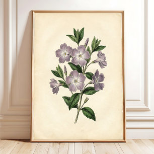 Impression sur toile botanique de Vinca