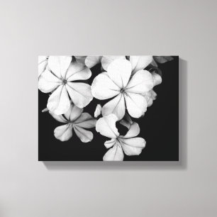 Impression sur toile botanique Plumbago noir et bl