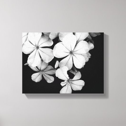 Impression sur toile botanique Plumbago noir et bl (Recto)