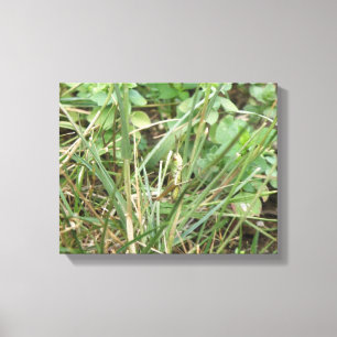 Impression sur toile Camouflage de sauterelle