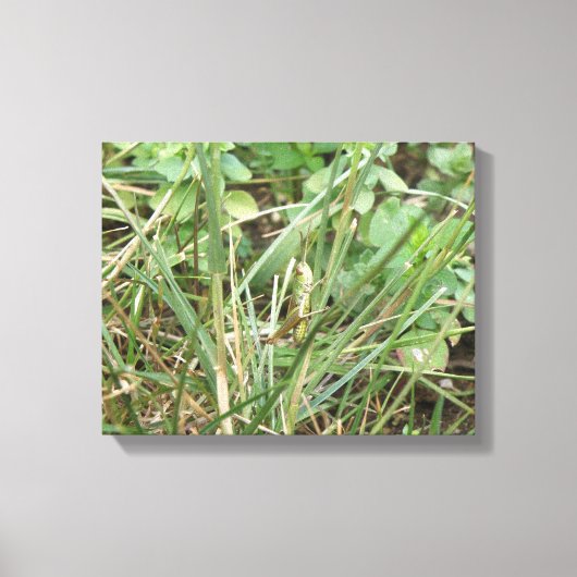 Impression sur toile Camouflage de sauterelle (Recto)