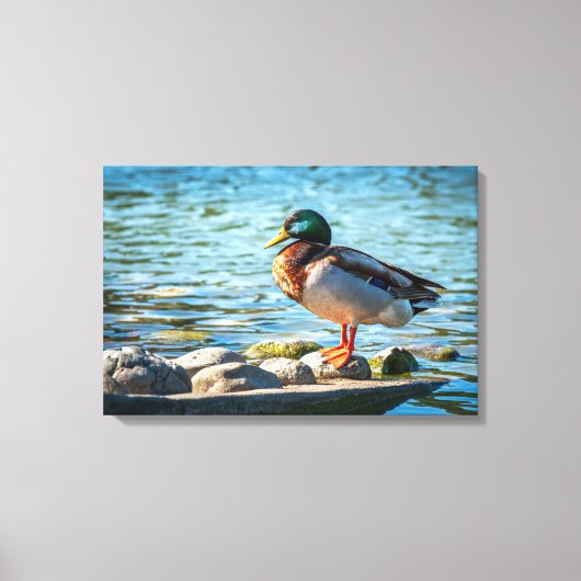 Impression sur toile Canard colvert | Art d'oiseau (Recto)