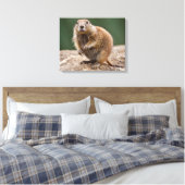 Impression sur toile Chien de prairie curieux (Insitu(Chambre))