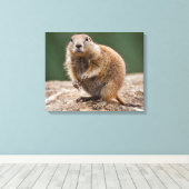 Impression sur toile Chien de prairie curieux (Insitu (Plancher de Bois))