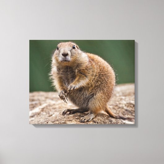 Impression sur toile Chien de prairie curieux (Recto)