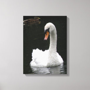 Impression sur toile Cygne blanc