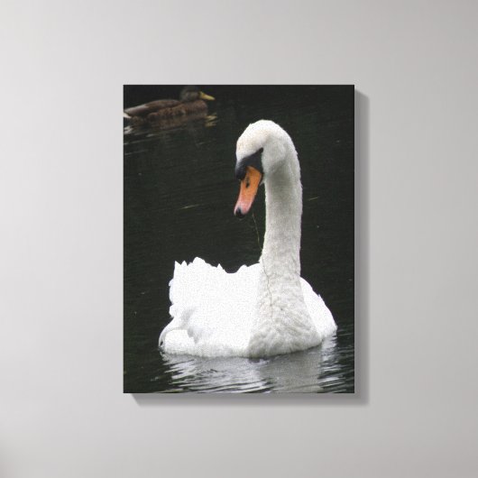 Impression sur toile Cygne blanc (Recto)