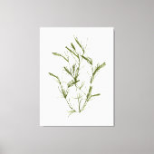 Impression sur toile d'algue marine Chara fragilis (Recto)