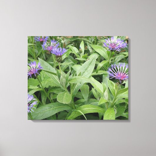 Impression sur toile de Bleuets (Recto)