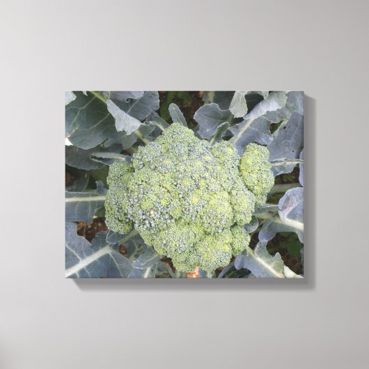 Impression sur toile de Brocoli (Recto)